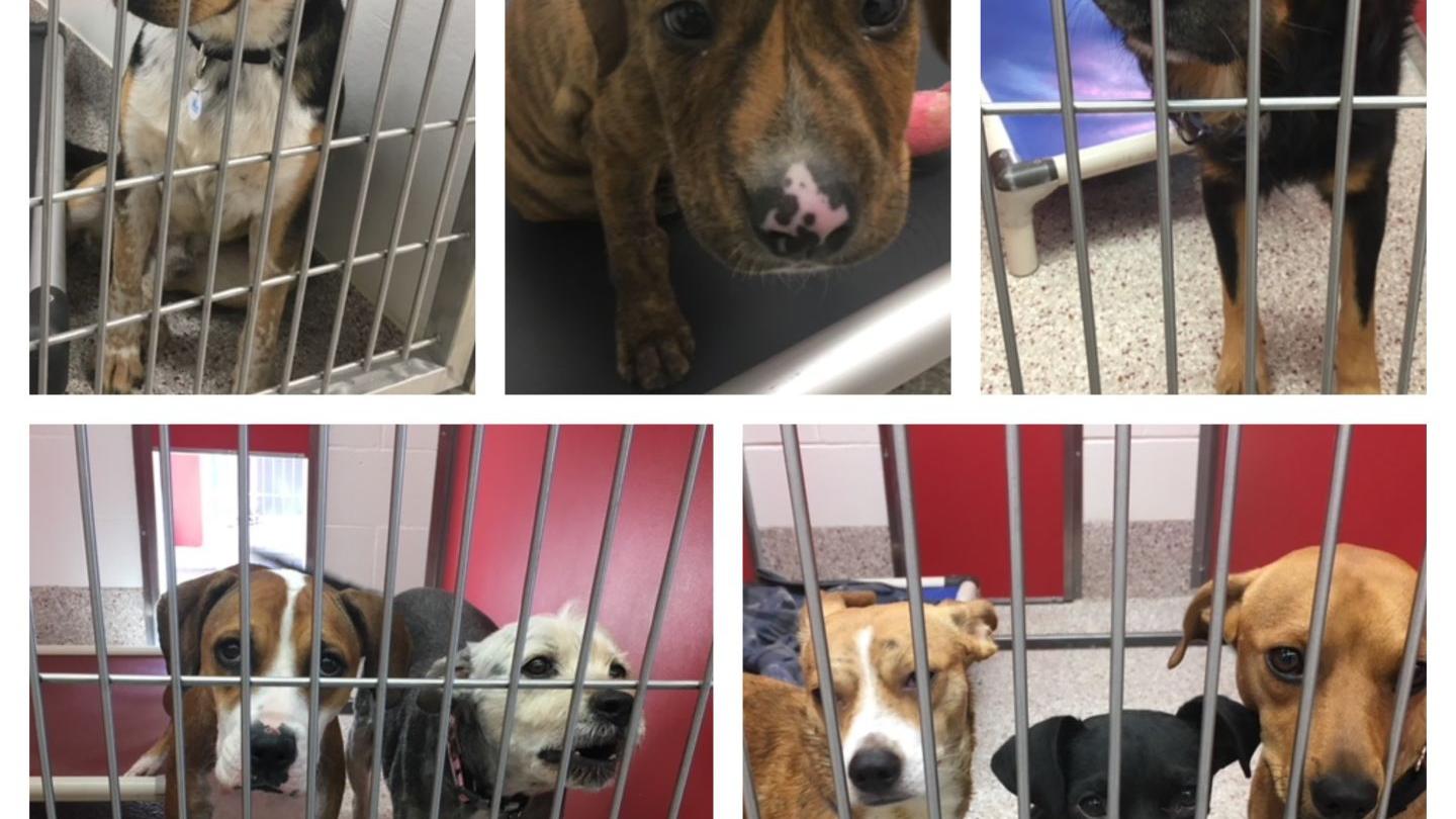 PACC needs help as animals in care reach highest point